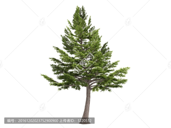 雪松和Cedrus,libani