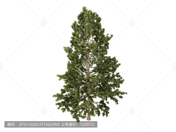 Cork松和Pinus,strobus
