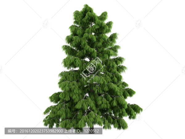 雪松和Cedrus,deodara
