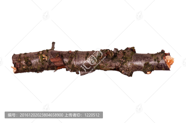 樹(shù)的分支