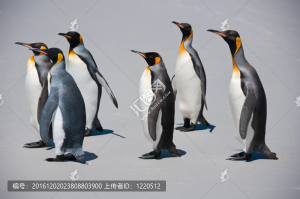 海灘上的六只國(guó)王企鵝