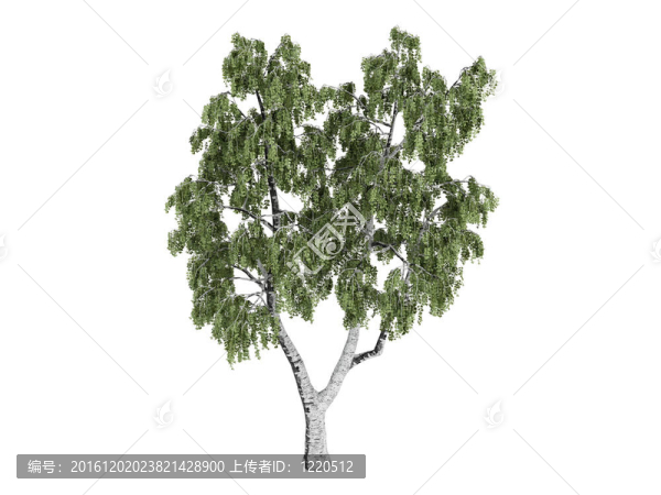 白樺和Betula