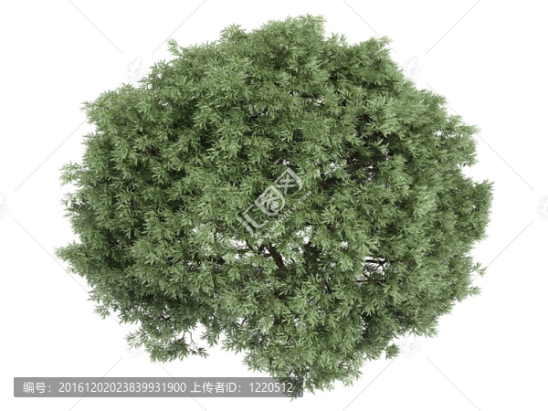 柳樹和Salix桿菌