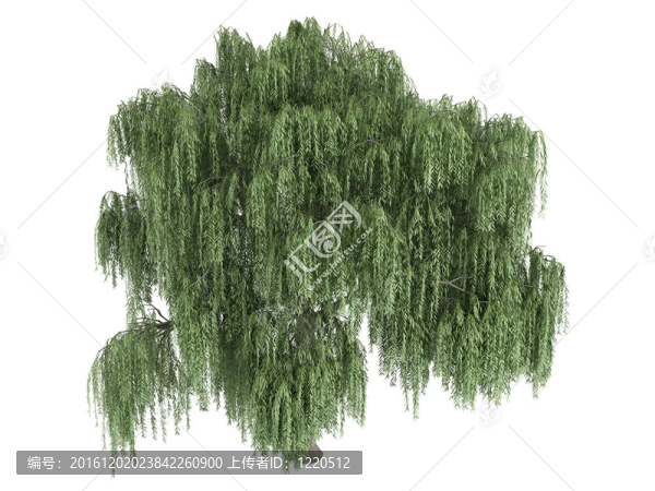 柳樹和Salix