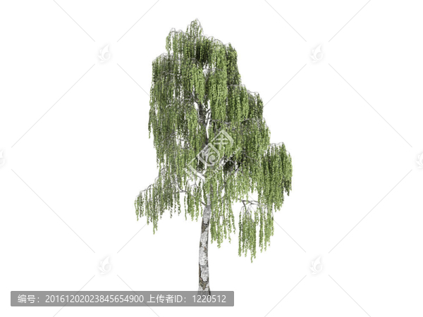 白樺和Betula