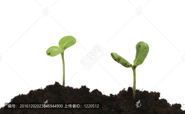 年輕的植物