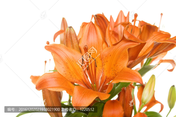 花橙老虎百合花