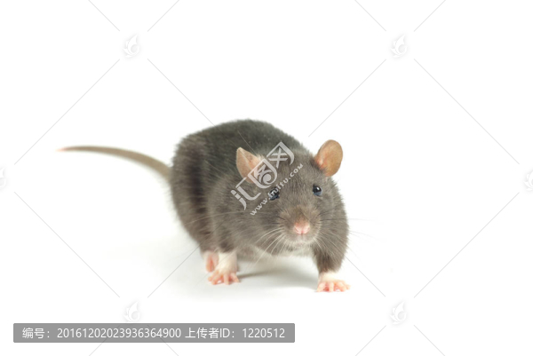 老鼠