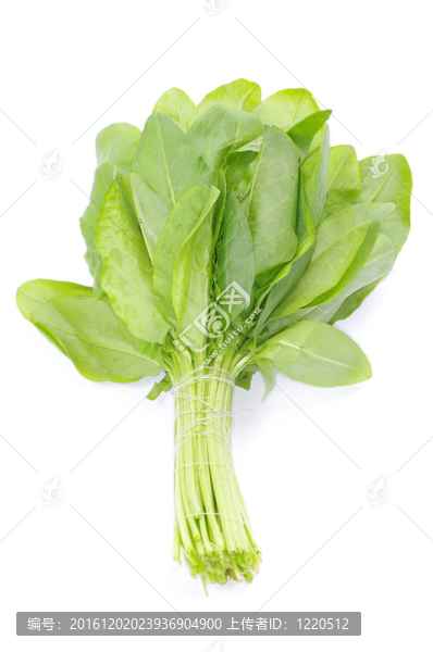酢漿草