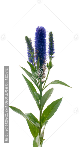維羅妮卡花穗
