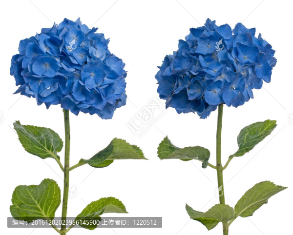 Lacecap,Hydrangea（秦艽規(guī)范）