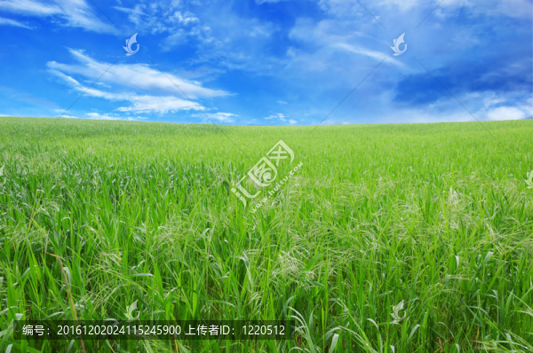 年輕的小麥和藍色的天空