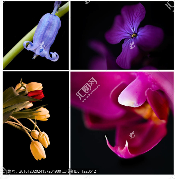 絢麗的春花故事拼貼