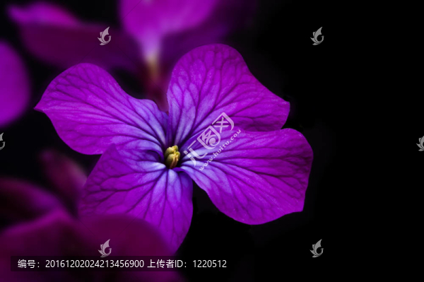 令人驚嘆的低調(diào)穆迪形象的銀色花黑色背景