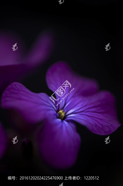 令人驚嘆的低調(diào)穆迪形象的銀色花黑色背景