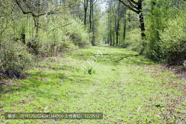 美麗的充滿活力的路徑通過春夏季森林