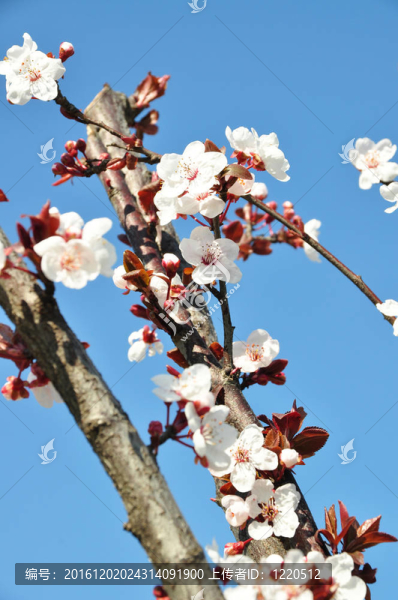 春天的花朵