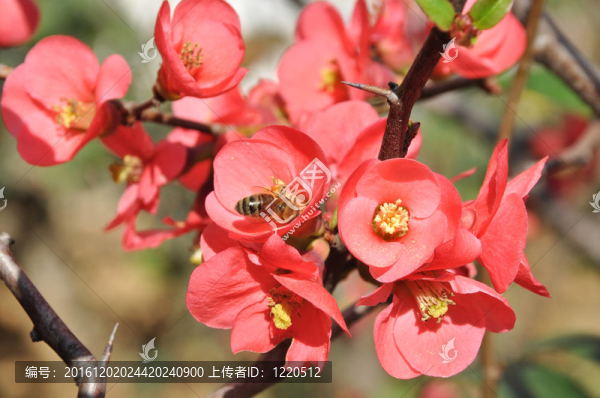 春天的花朵