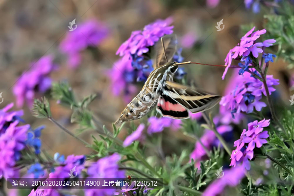 白色內(nèi)襯Sphinx,Moth