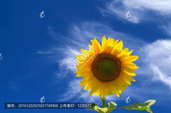 向日葵對(duì)藍(lán)天