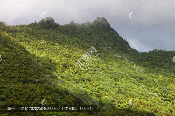 熱帶雨林