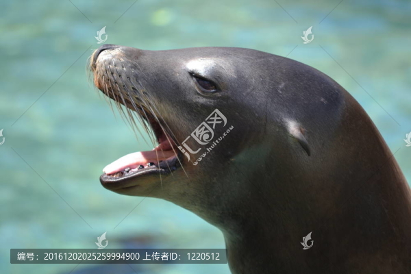 海獅