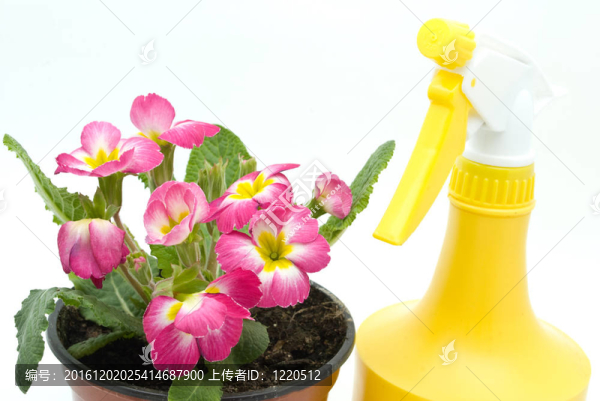 花在花瓶
