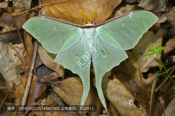 夜晚的蝴蝶（柳Artemis）15