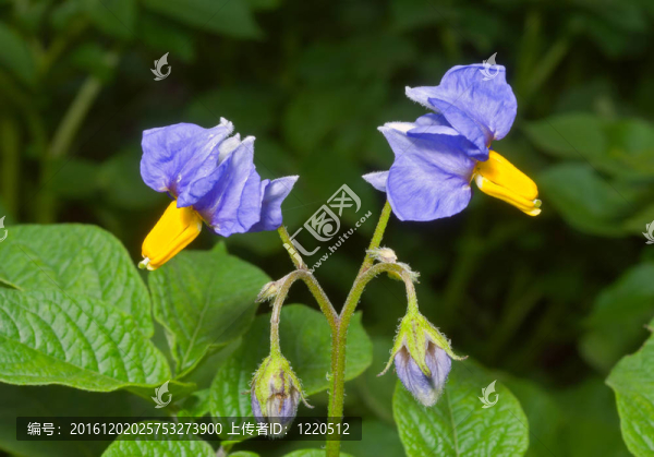 馬鈴薯花6