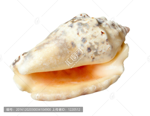 seashel海洋生活的海洋