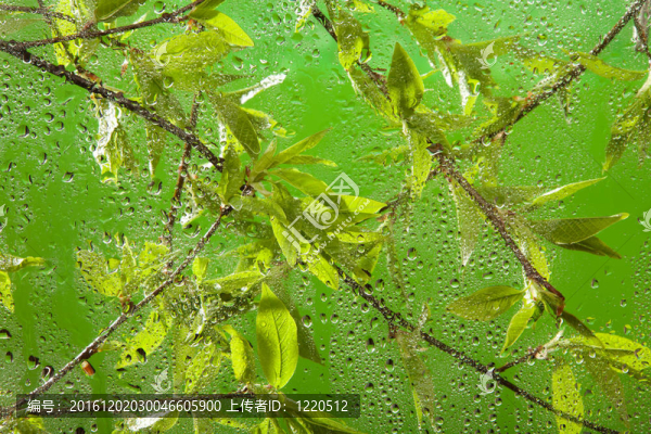 雨后的嫩枝