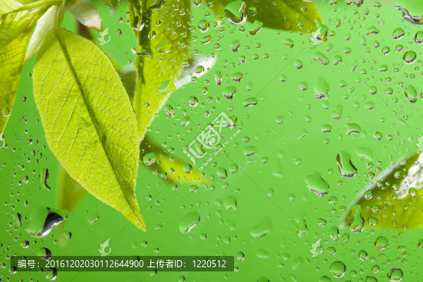 春雨后的葉子
