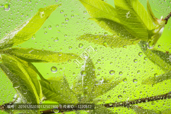 雨后小樹枝與樹葉的特寫