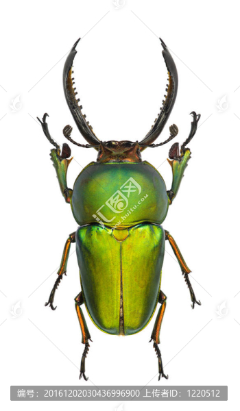 Lamprima,adolphinae