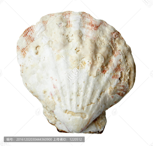 海洋生物海洋貝類