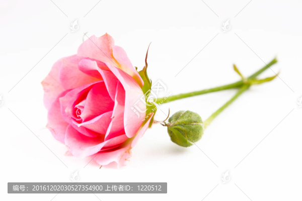 粉紅束玫瑰