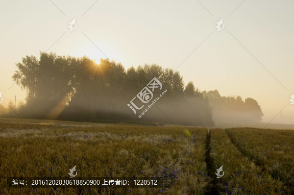 夏日清晨的薄霧