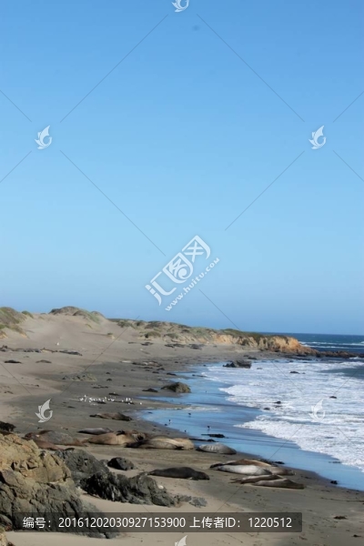 沿著海岸的大象海豹