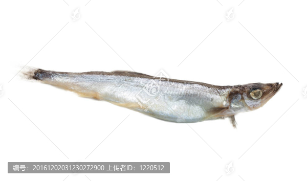 關(guān)閉了一個(gè)沙丁魚(yú)在白色背景上的一個(gè)小小的影子。