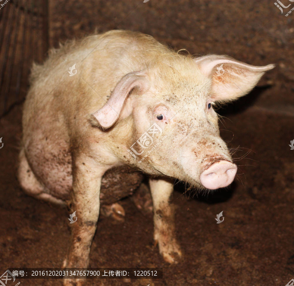 靠近小豬在中國(guó)的農(nóng)場(chǎng)