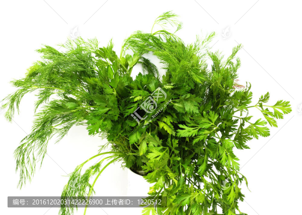蒔蘿和歐芹是圖中所示。