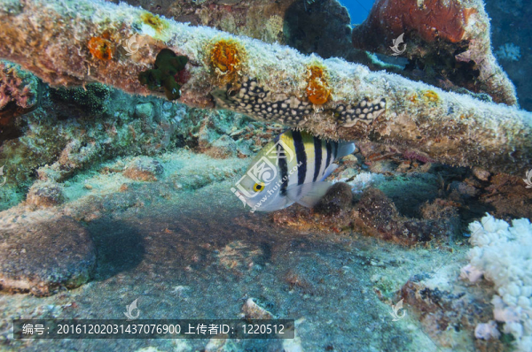 在沉船上的主要魚