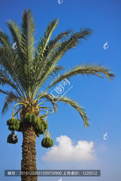 海棗
