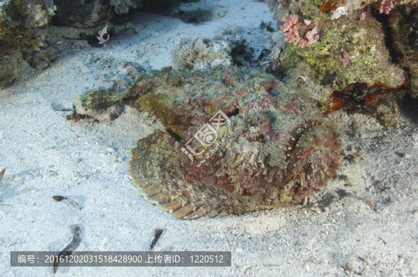 石魚躺在海底