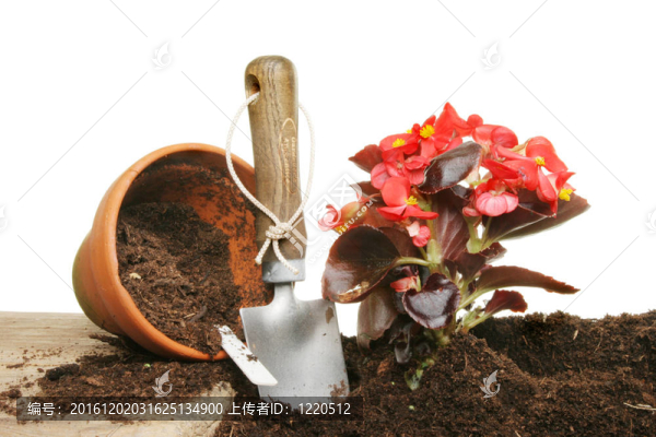 種植秋海棠