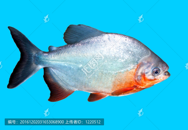 裁剪路徑在水中的食人魚