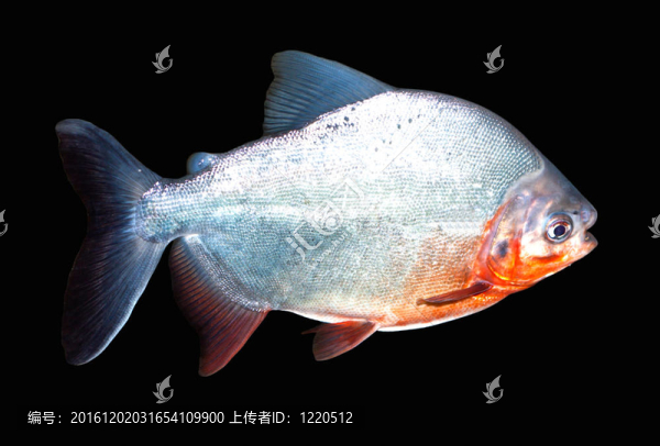 食人魚