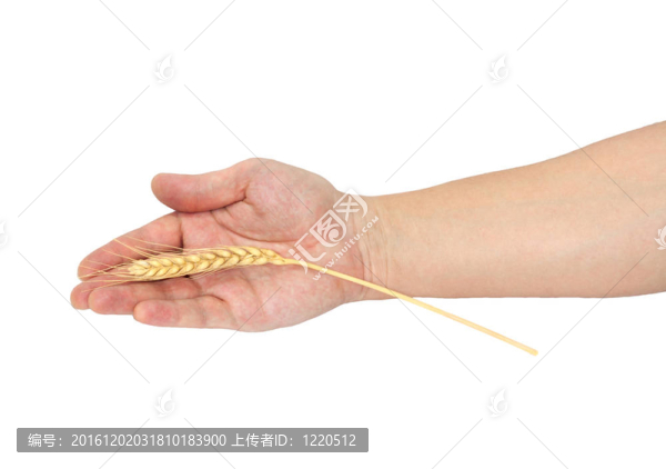 手小麥