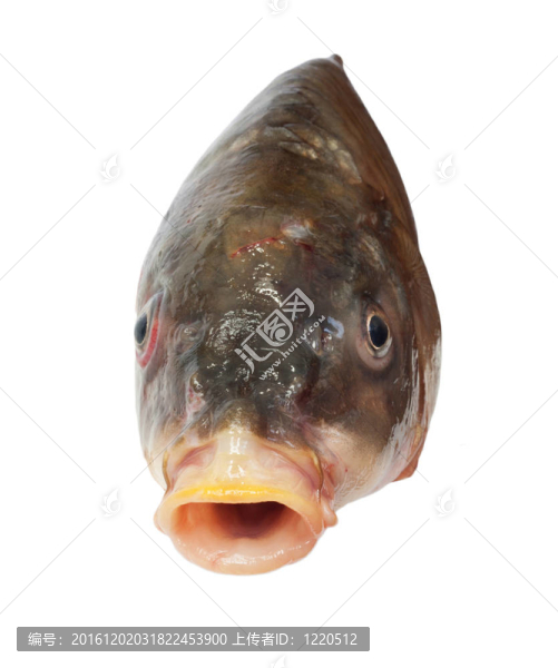 大鯉魚頭