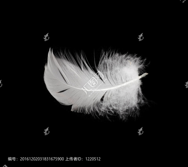 白色背景上的白色羽毛